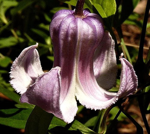 {Clematis crispa}